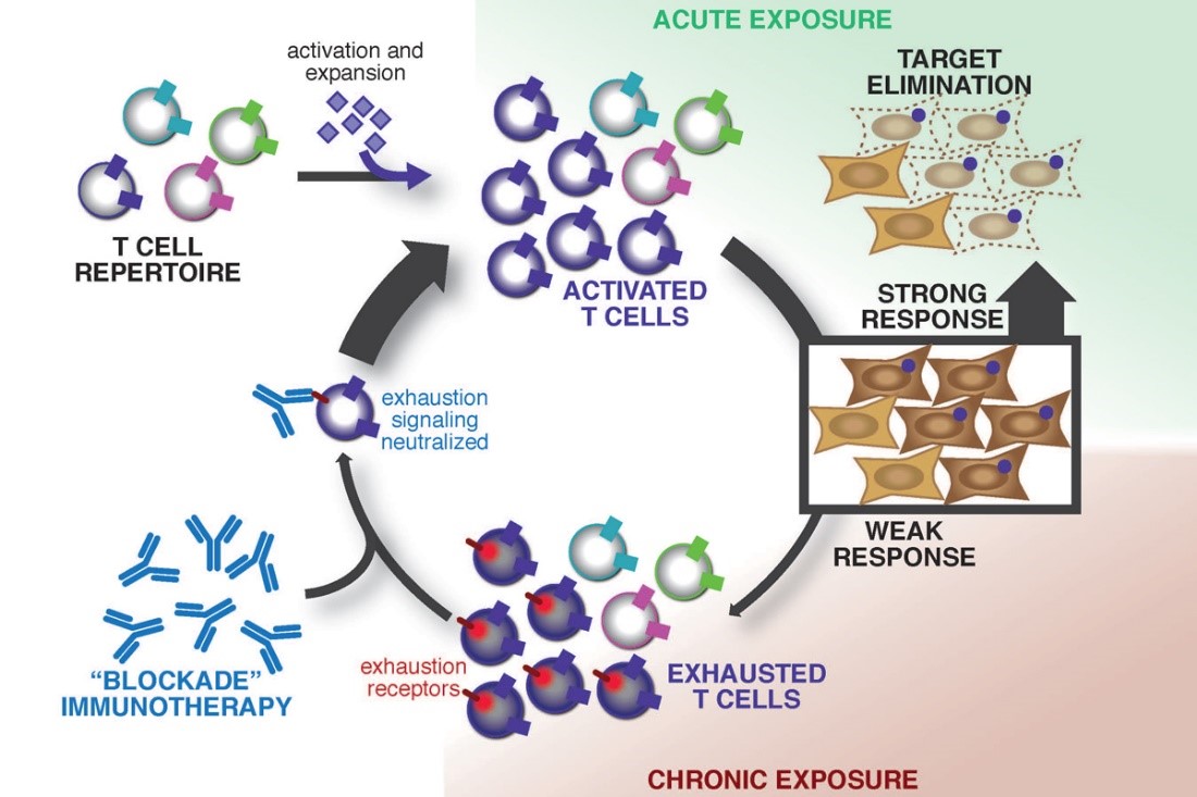 research article on immunotherapy